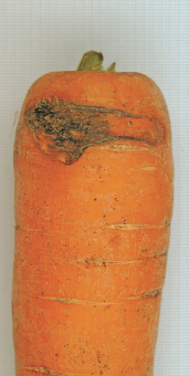 Symptôme de cavity spot (maladie de la tache) sur carotte devenant noirâtre